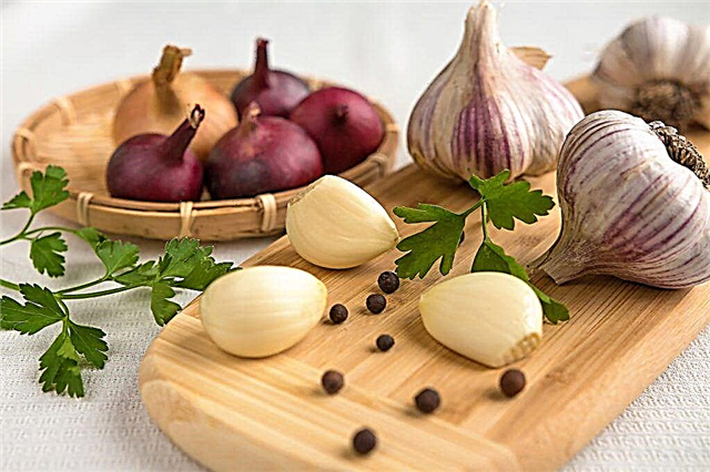 Common diseases of onion and their treatment
