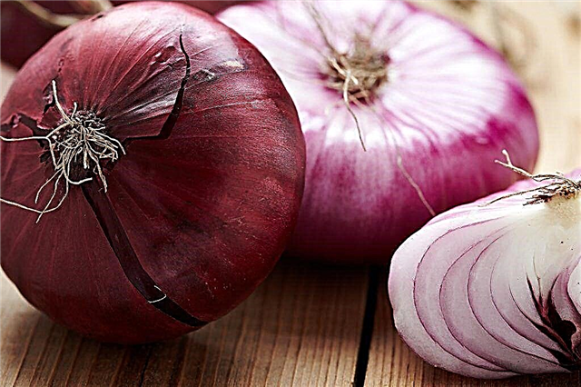 Carmen onion variety