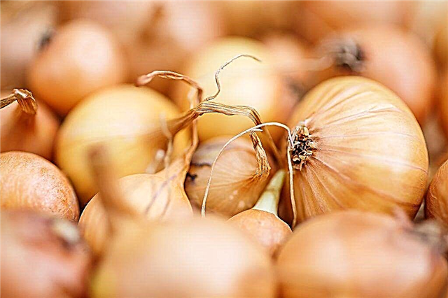 Features of varietal onions Stuttgarter Riesen