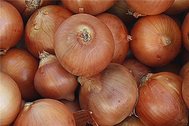 Rules for storing onions in winter at home