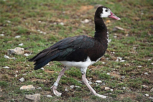 Description of the breed of birds clawed goose