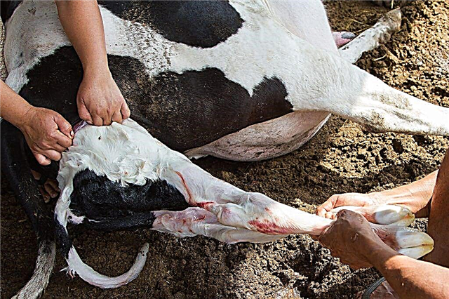 Ako pochopiť, že krava sa čoskoro otelí a čo robiť, aby nestratila matku ani potomstvo