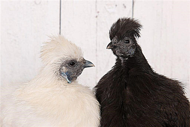 Descripción general de las razas de pollo peludo