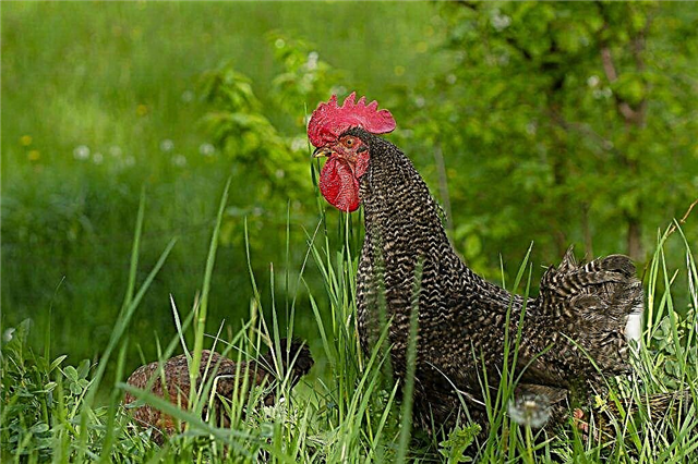Czech chickens dominant