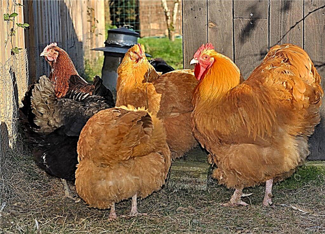 British Orpington chickens