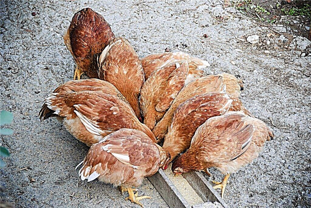 What compound feed is suitable for chickens