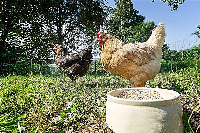 How to make a mash for domestic chickens