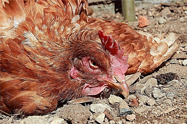 Identification et traitement des poulets et poulets pullorose