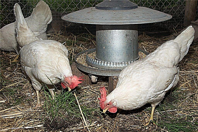 Vlastnosti bílé kuřata Dekalb
