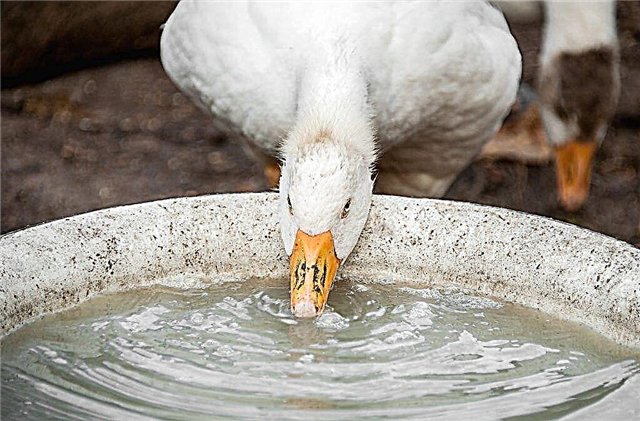 How to make a drinker for geese yourself