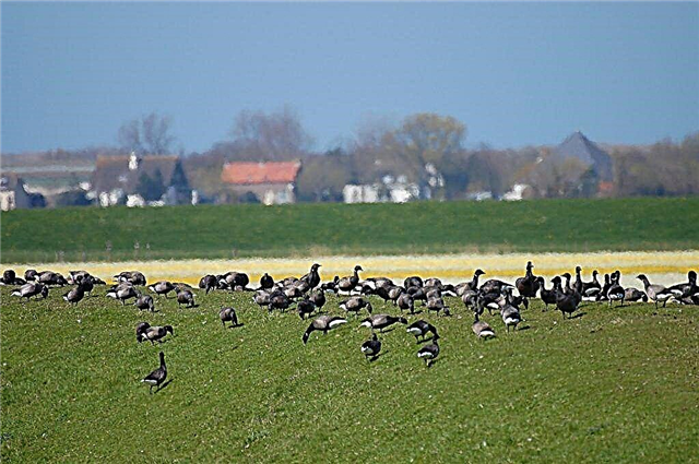 Description of the black goose