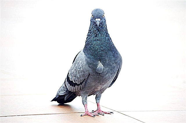 How to properly breed and keep pigeons at home