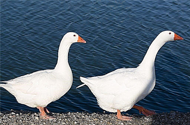 How can you tell a gander from a goose?