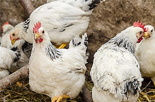 Molting in laying hens and its types