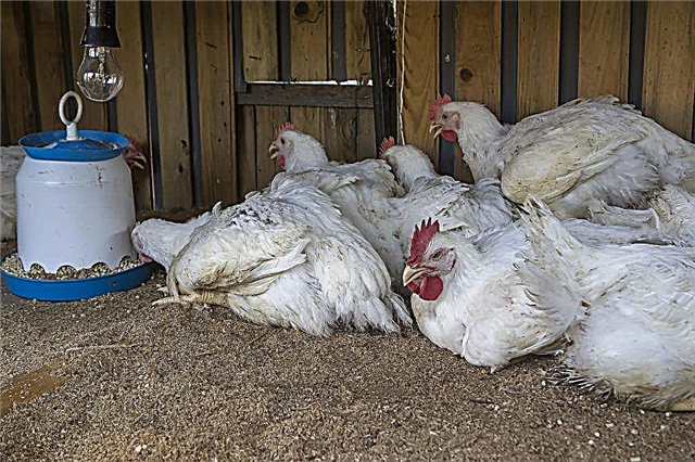Síntomas y tratamientos para gusanos en pollos
