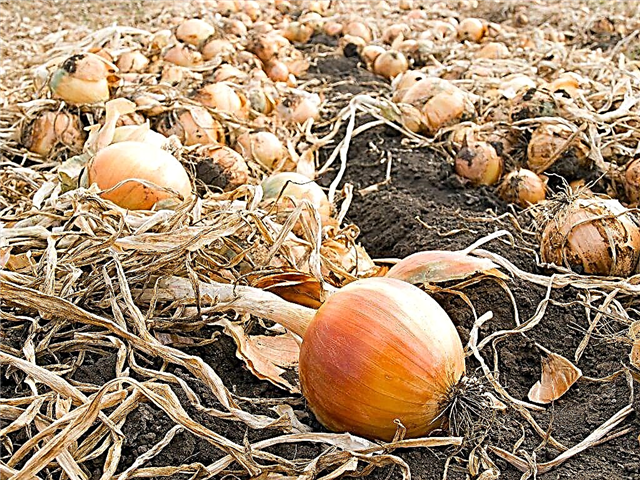 When to harvest onions