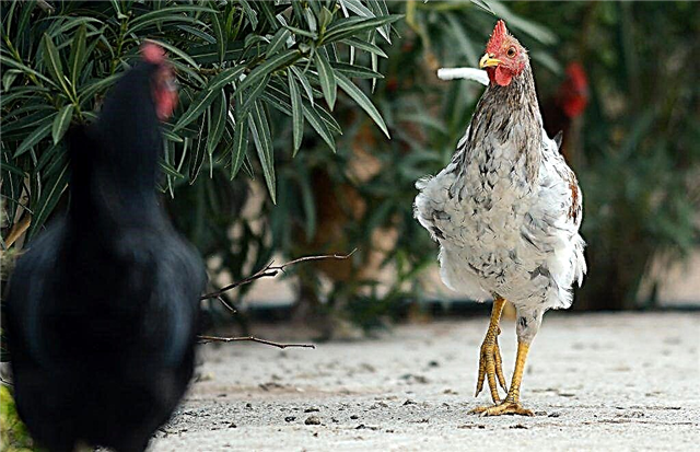خطر براغيث الدجاج