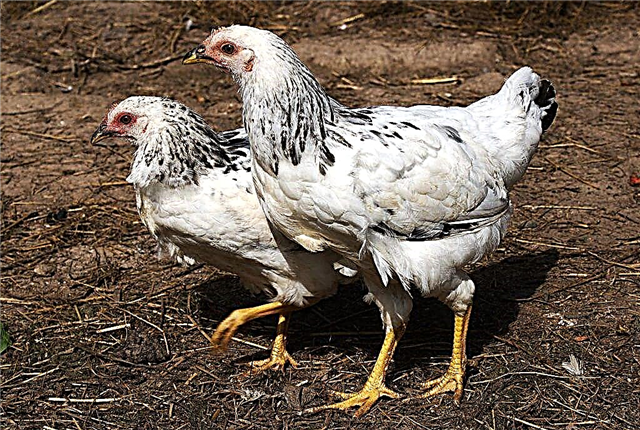 Adler silver raza de pollos
