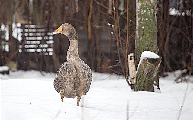 What to feed geese in winter