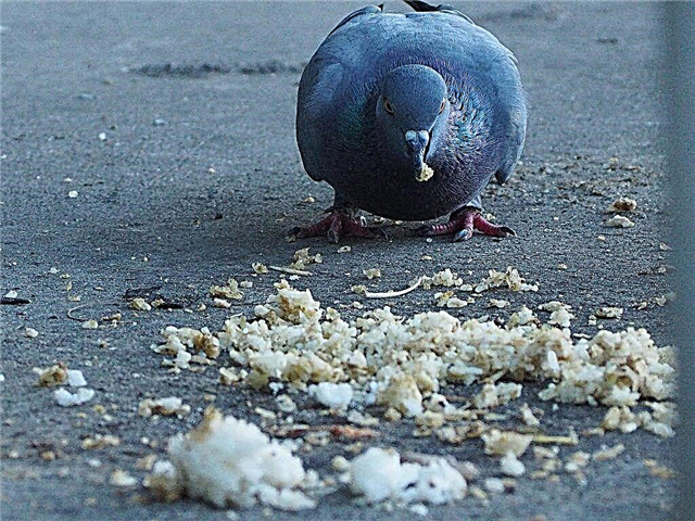 Causas de coccidiosis en palomas