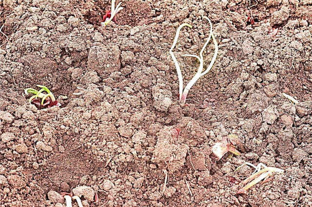Términos y reglas para plantar conjuntos de cebolla
