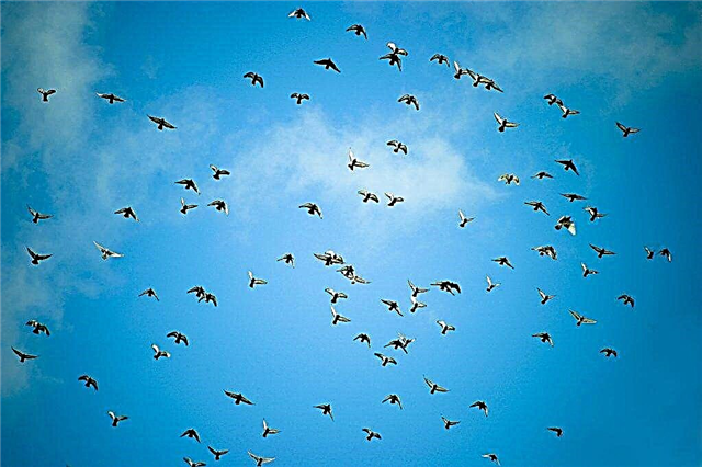 Raças de pombo voador alto