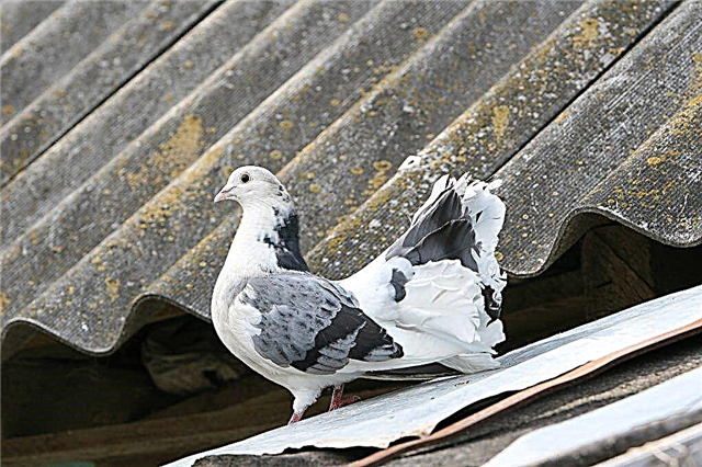Races de pigeons décoratifs