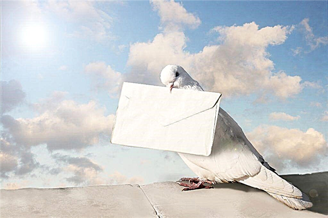Cum funcționează Pigeon Mail