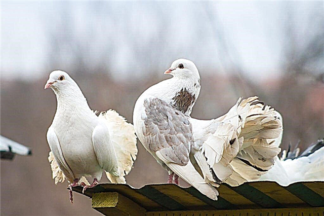 Características de pombos produzem Izhevsk voando alto
