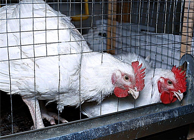 Features of keeping broilers in cages at home