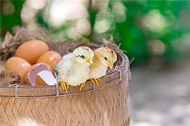 ¿Cuántos gansos se sientan en los huevos y por qué no?