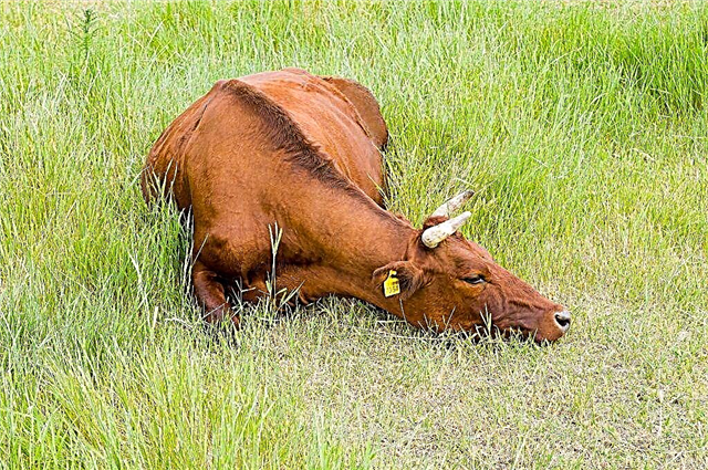 Характеристики на червената степна порода крави