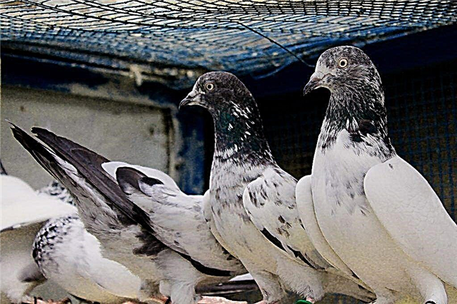 Features of Pakistani pigeons