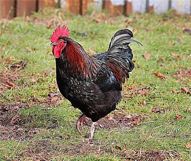 Dutch breed of chickens Balnevelder