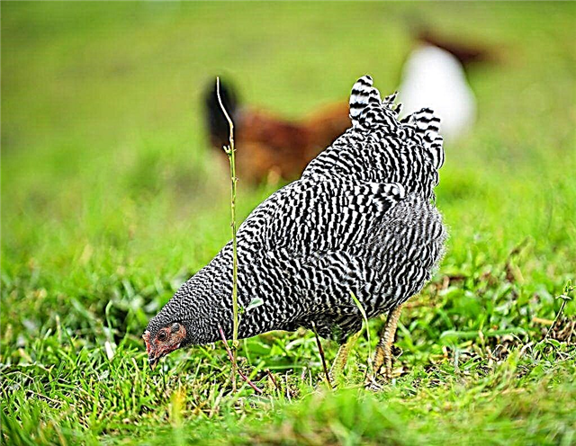 Features of Plymouth Rock chickens