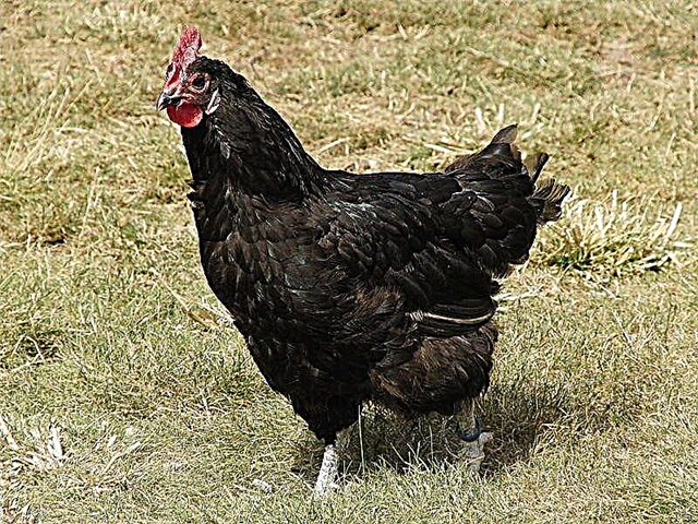 Barbezieux chicken breed from France