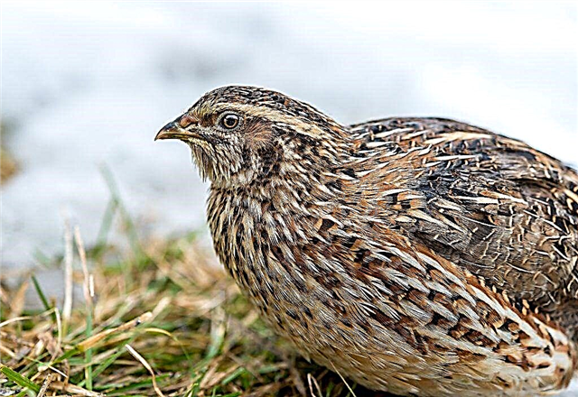 Wild and domestic quail
