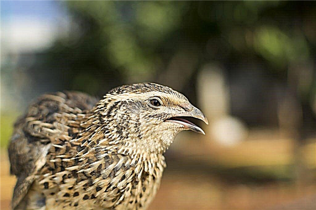 Common quail bird