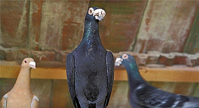 Hungarian breed of pigeons