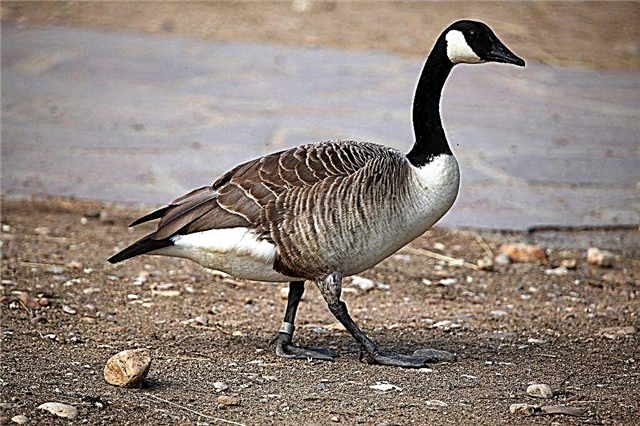 Description of breeds of geese