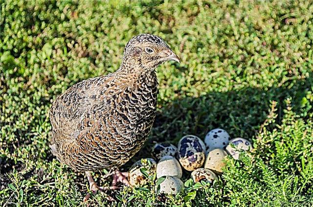 Tips for keeping quail at home for beginners