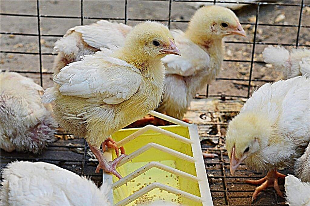 Comment faire votre propre cage de poulets de chair
