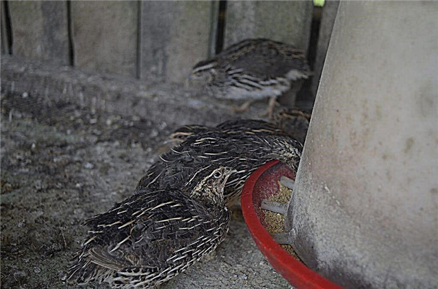 How to feed quail on a home farm