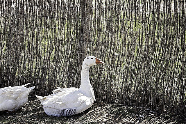 Description of the breed Italian geese
