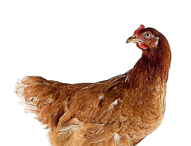 Caractéristiques des poulets Rhodonite