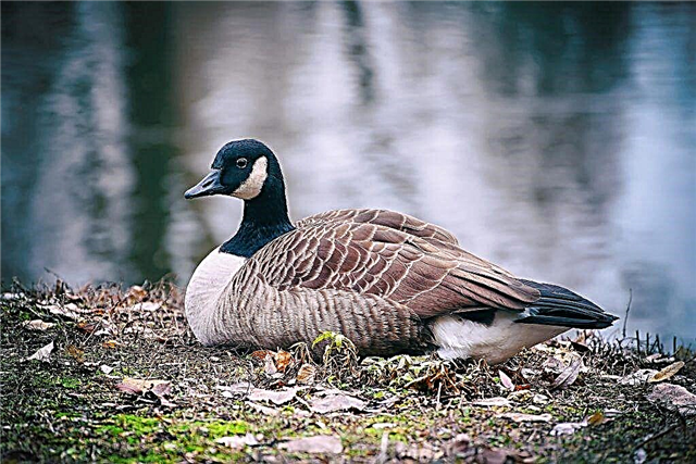 Description of geese breed Canadian goose