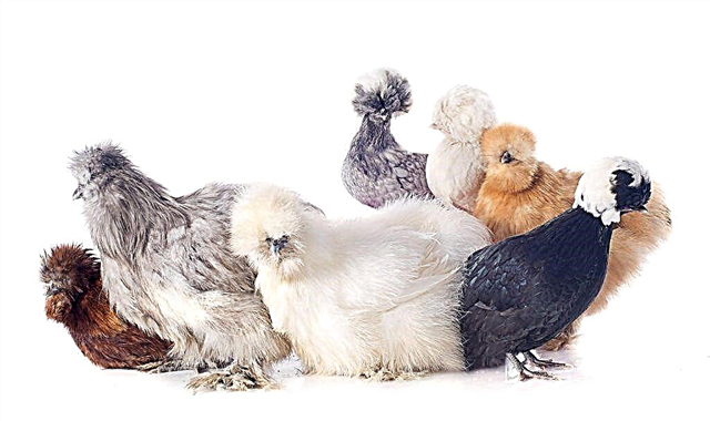 Pollos holandeses de cresta blanca