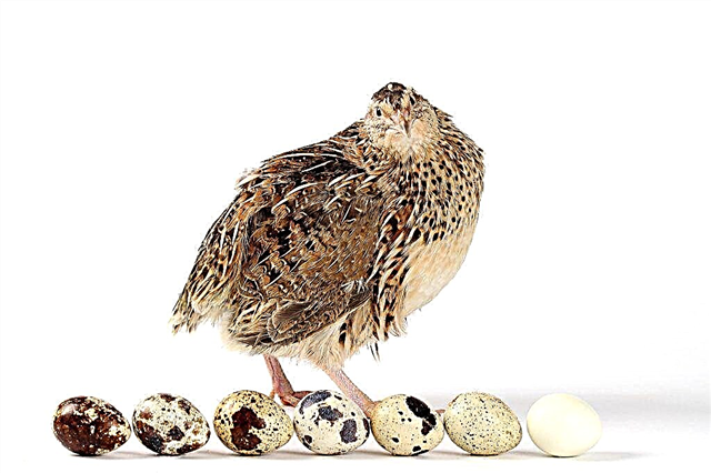 Correct breeding of quail at home for beginners