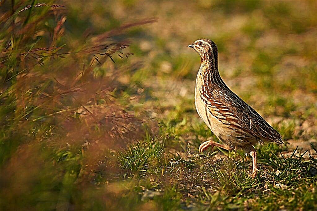 The subtleties of caring for quails at home