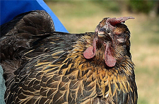Häufige Augenkrankheiten bei Hühnern